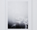 flash( Mata Hari II ) 2013  610×459mm  Giclee print , frame.jpg
